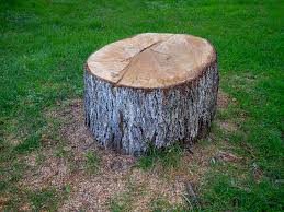 Best Tree and Shrub Care  in Sudley, VA