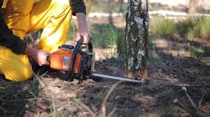 How Our Tree Care Process Works  in  Sudley, VA
