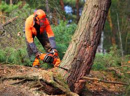 Best Lawn Pest Prevention  in Sudley, VA