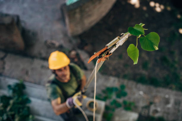 Best Tree Maintenance Programs  in Sudley, VA