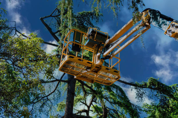 Best Palm Tree Trimming  in Sudley, VA